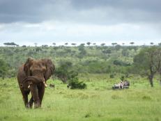 Elephants in South Africa